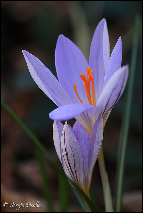 Crocus-variegatus-20160211-016-JWf.jpg