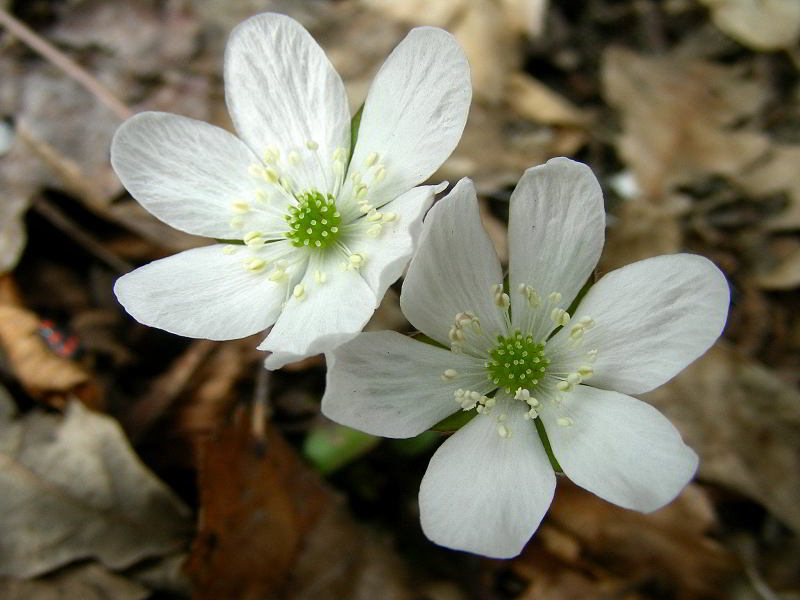 Hepatica nobilis Schreb. 25mar09 965.JPG
