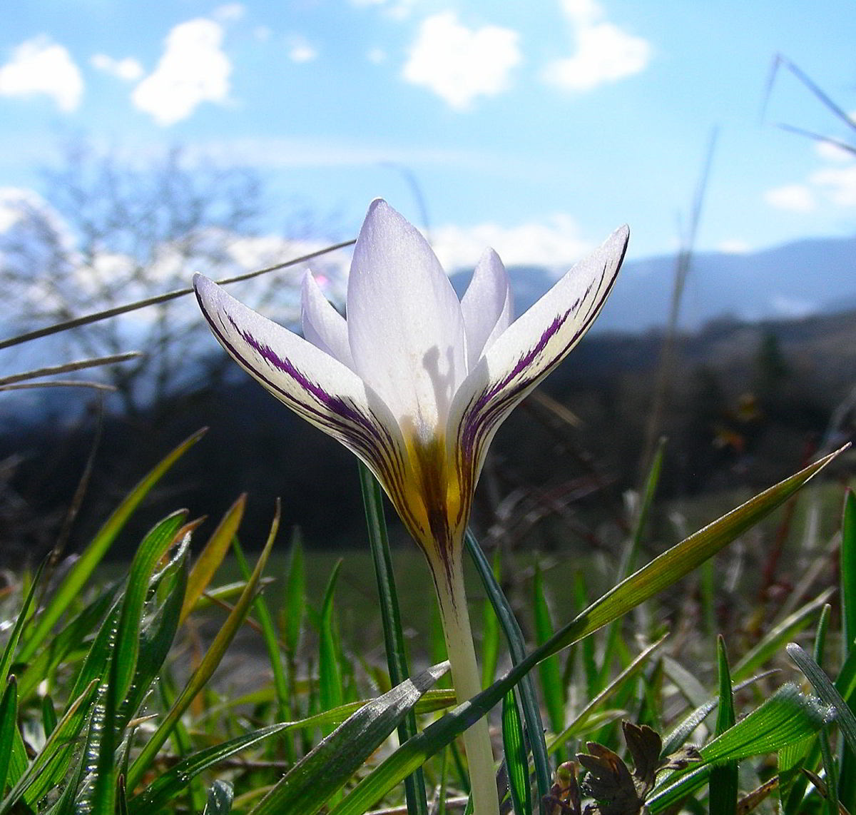 Crocus-biflorus-Mill.jpg