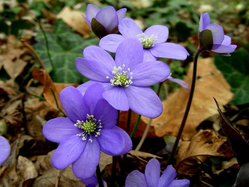 Hepatica nobilis 579.JPG