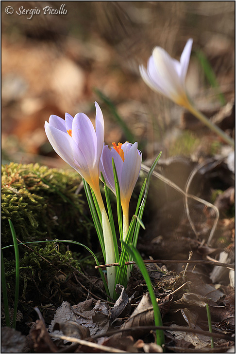 Crocus-etruscus-20170221-004-JVGf.jpg