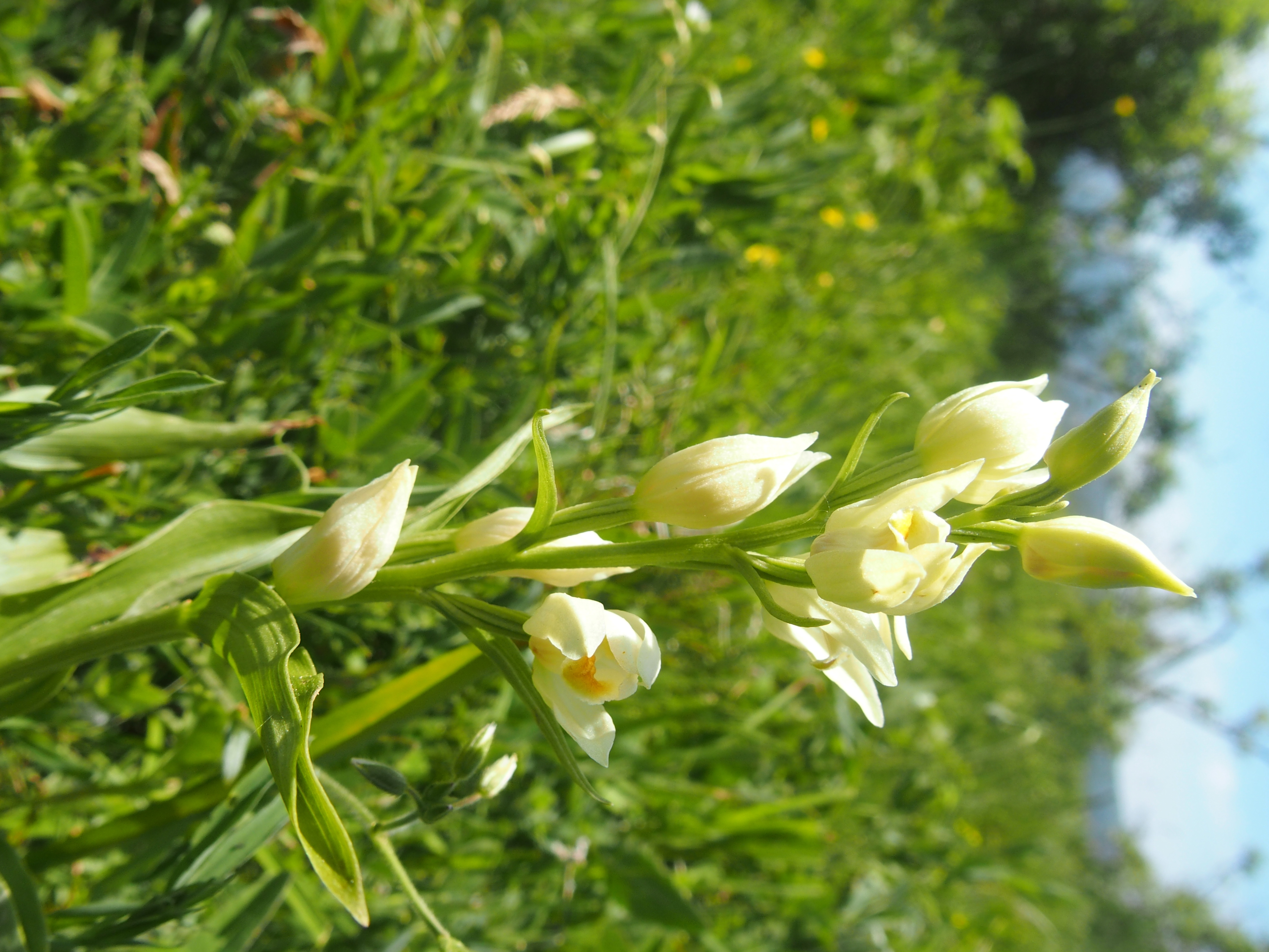P6016551 Cephalanthera longifolia o damasonium.jpg