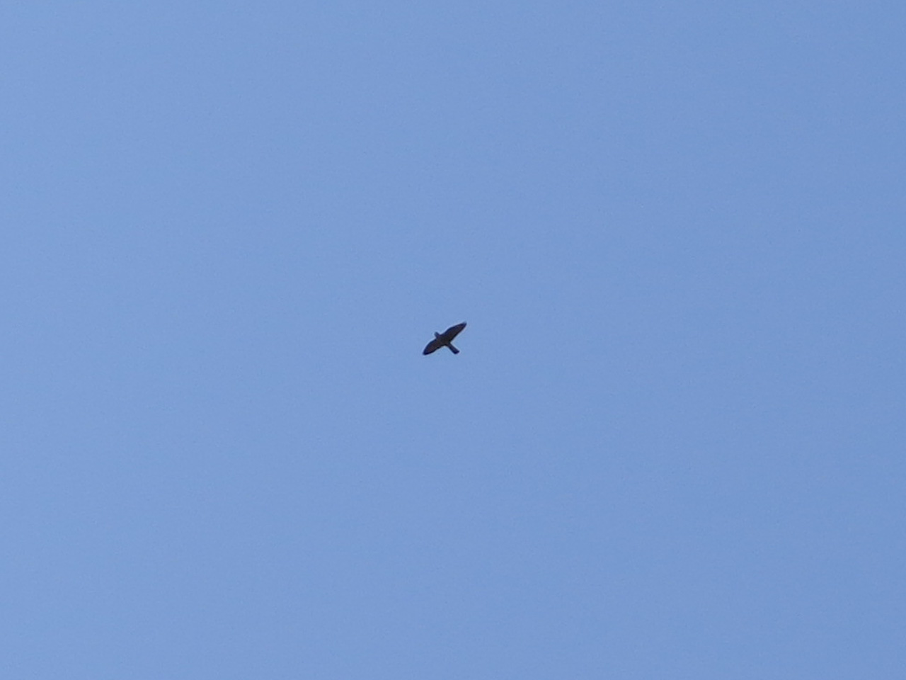 IMG_3383.jpg