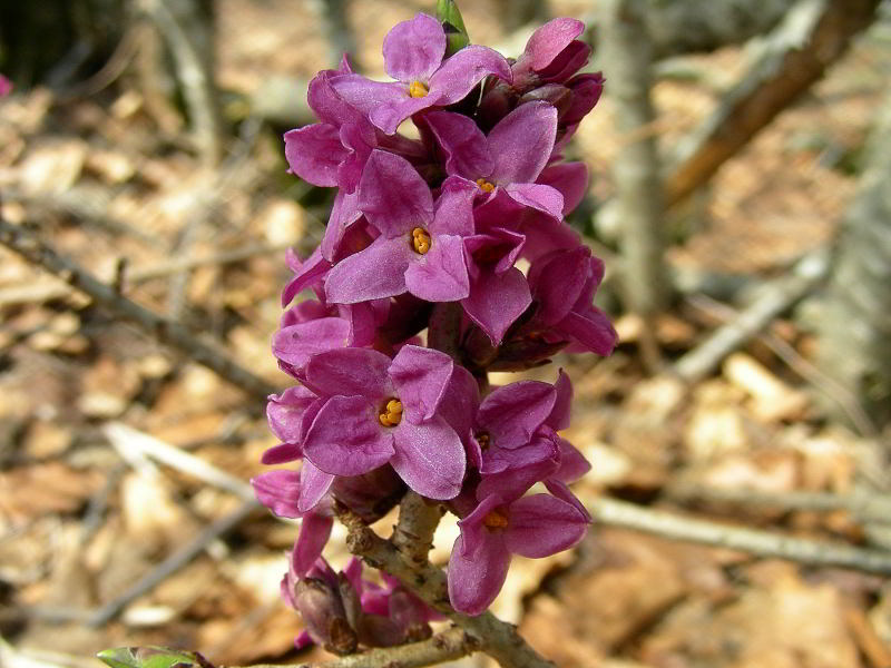 Daphne mezereum L.  10apr09 303.JPG