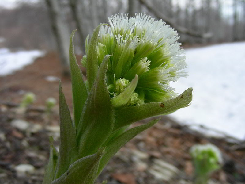 Petasites albus (L.) Gaertn. 10apr09 253.JPG