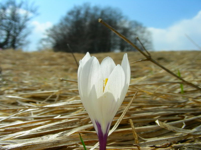 Crocus vernus (L.) Hill subsp. albiflorus (Kit.) Ces.10apr09 271.JPG