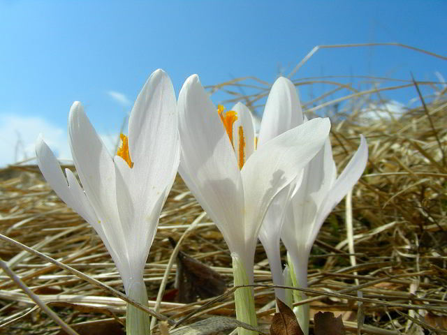 Crocus vernus (L.) Hill subsp. vernus 10apr09 284.JPG