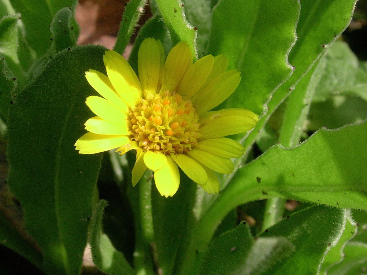 Calendula-arvensis-180102-8.jpg