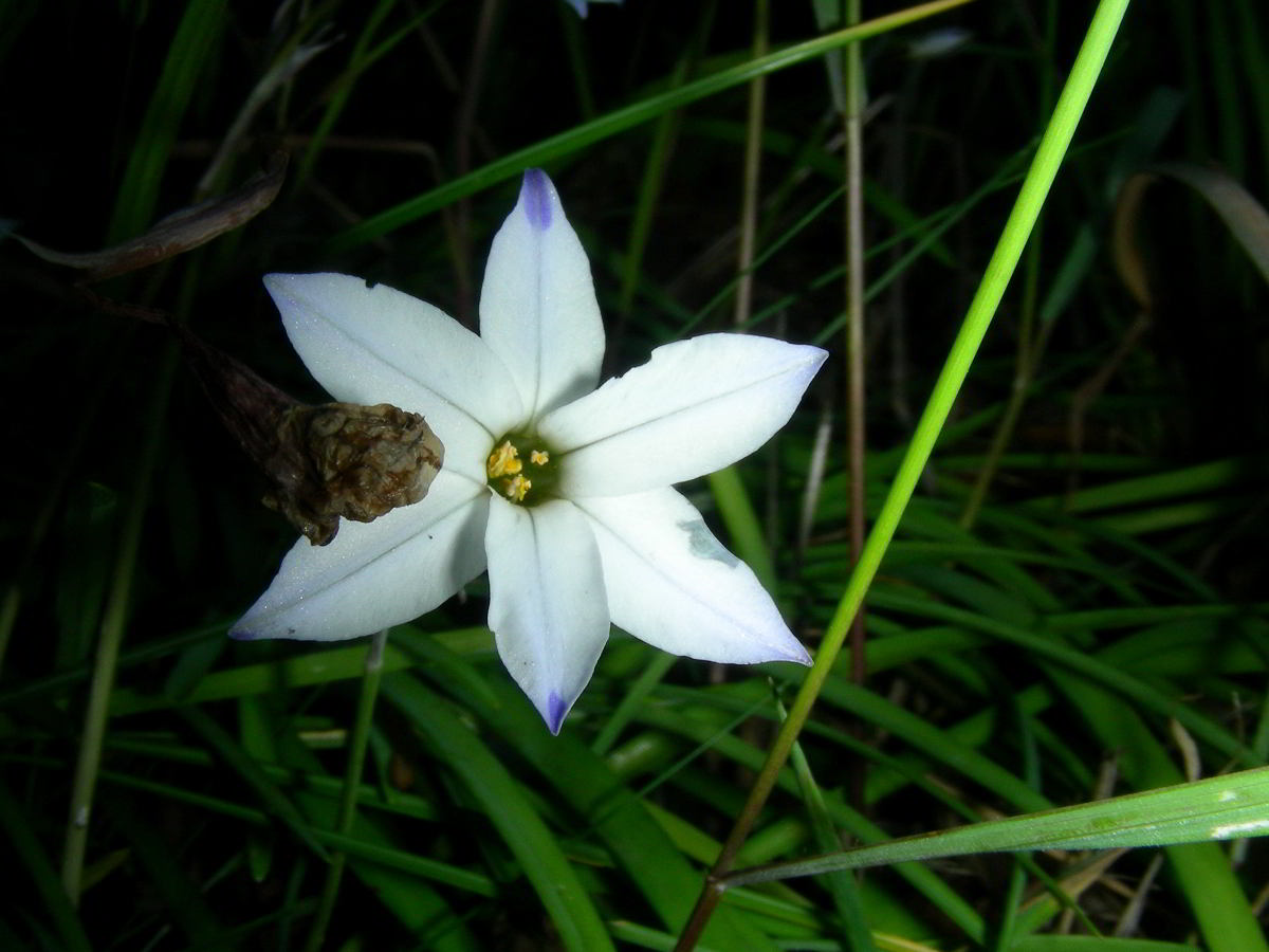 Ipheion-uniflorum---Tristag.jpg