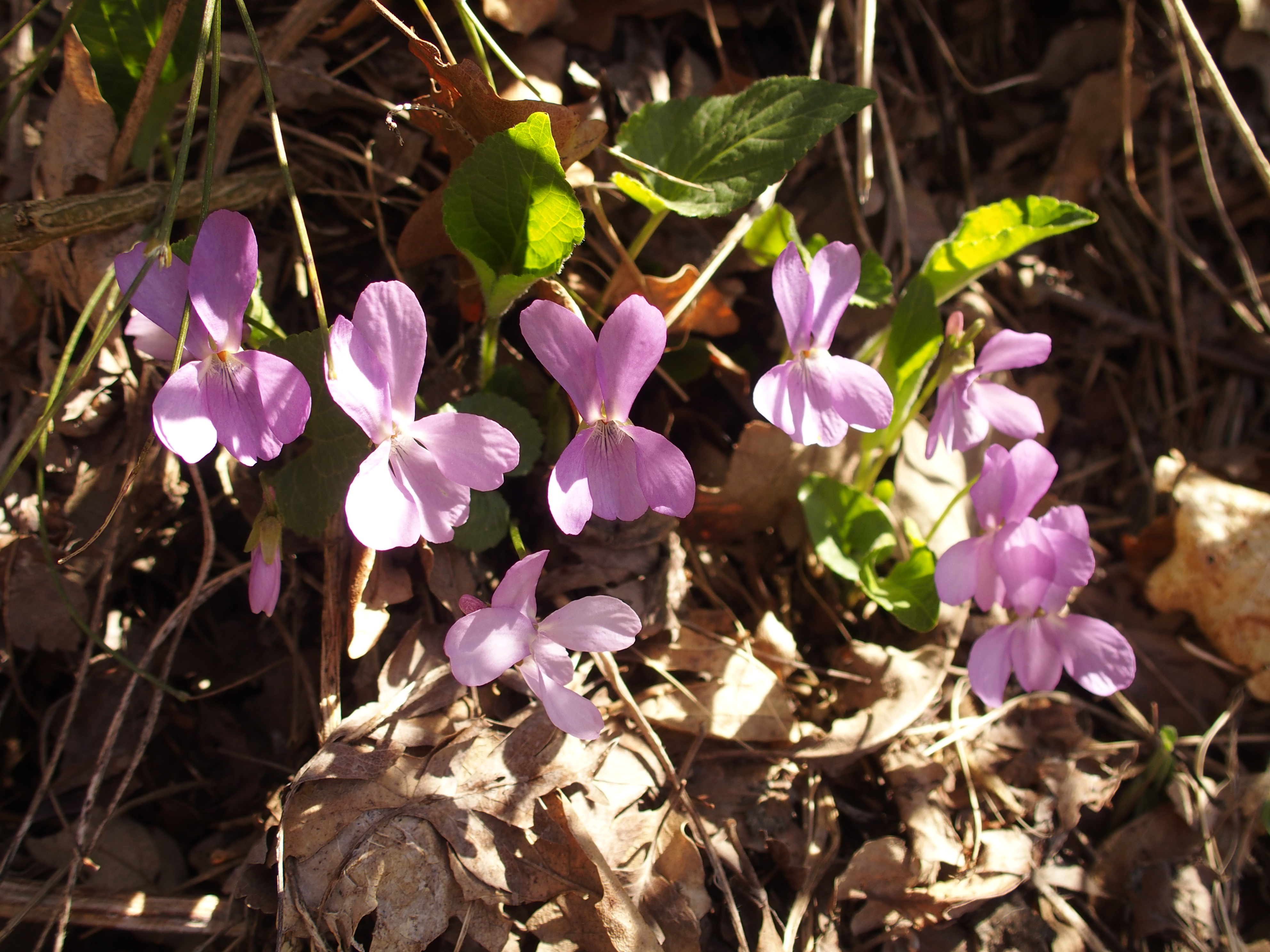 P4190659 viola rosa.jpg