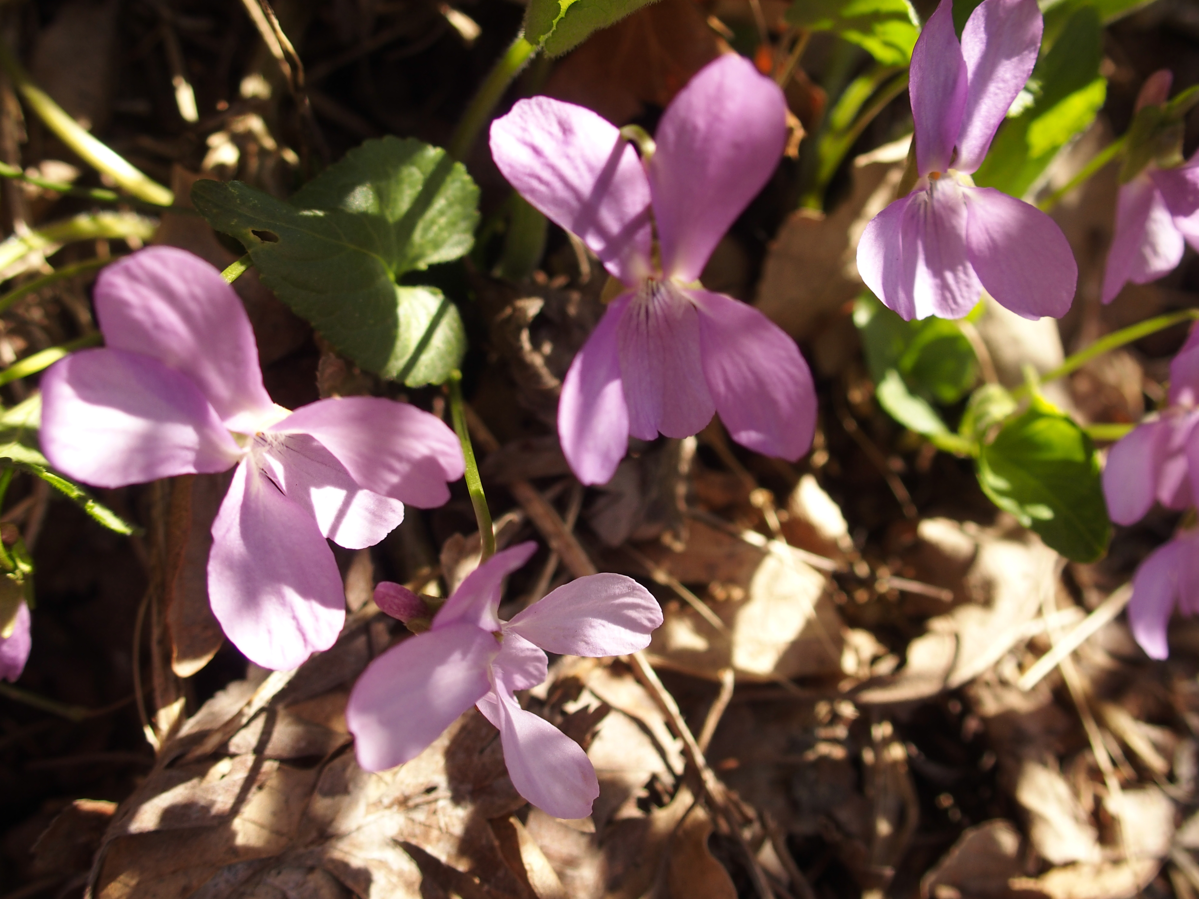 P4190660 viola rosa 2.jpg