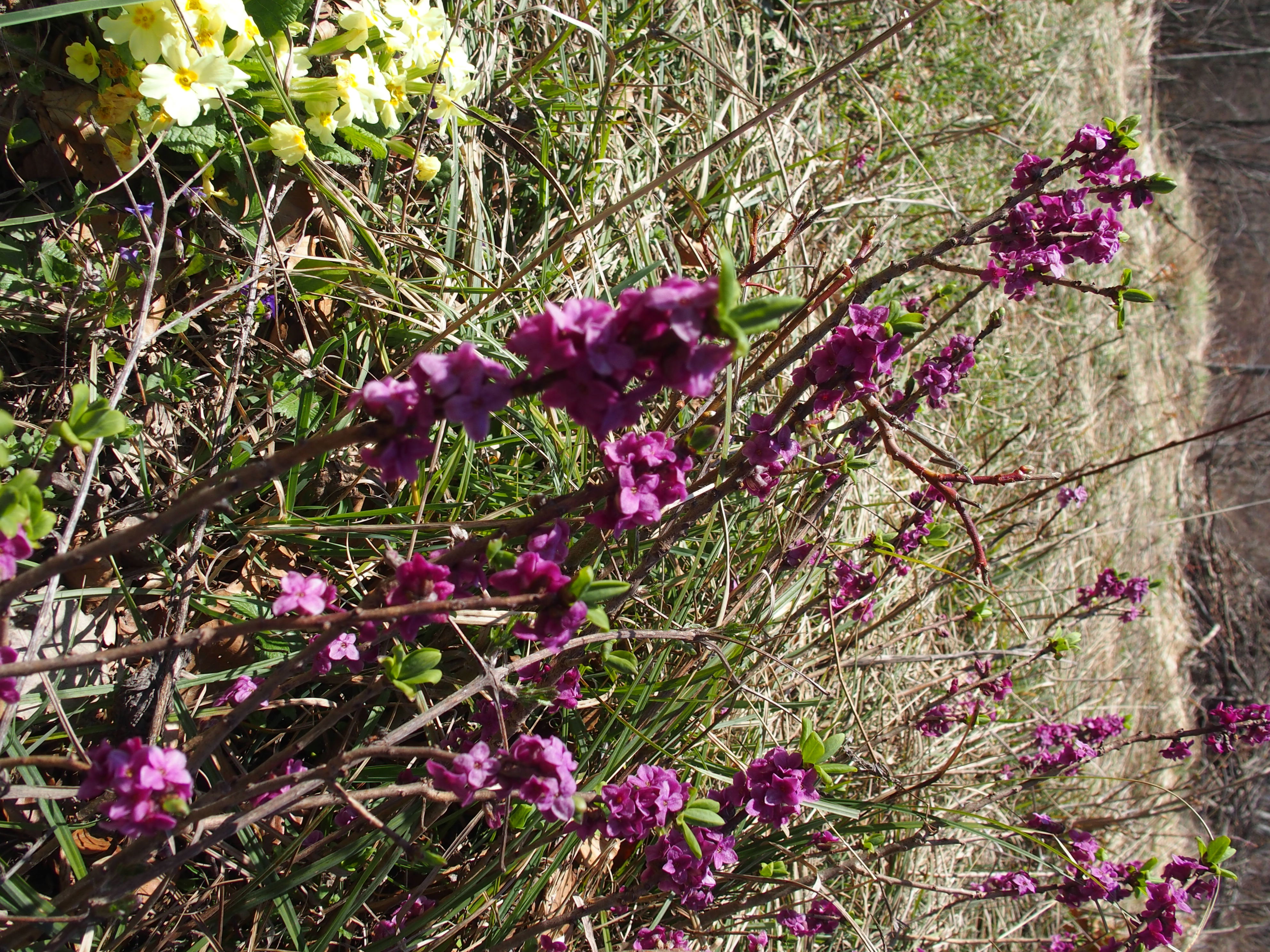 P4190709 Daphne mezereum 1.jpg