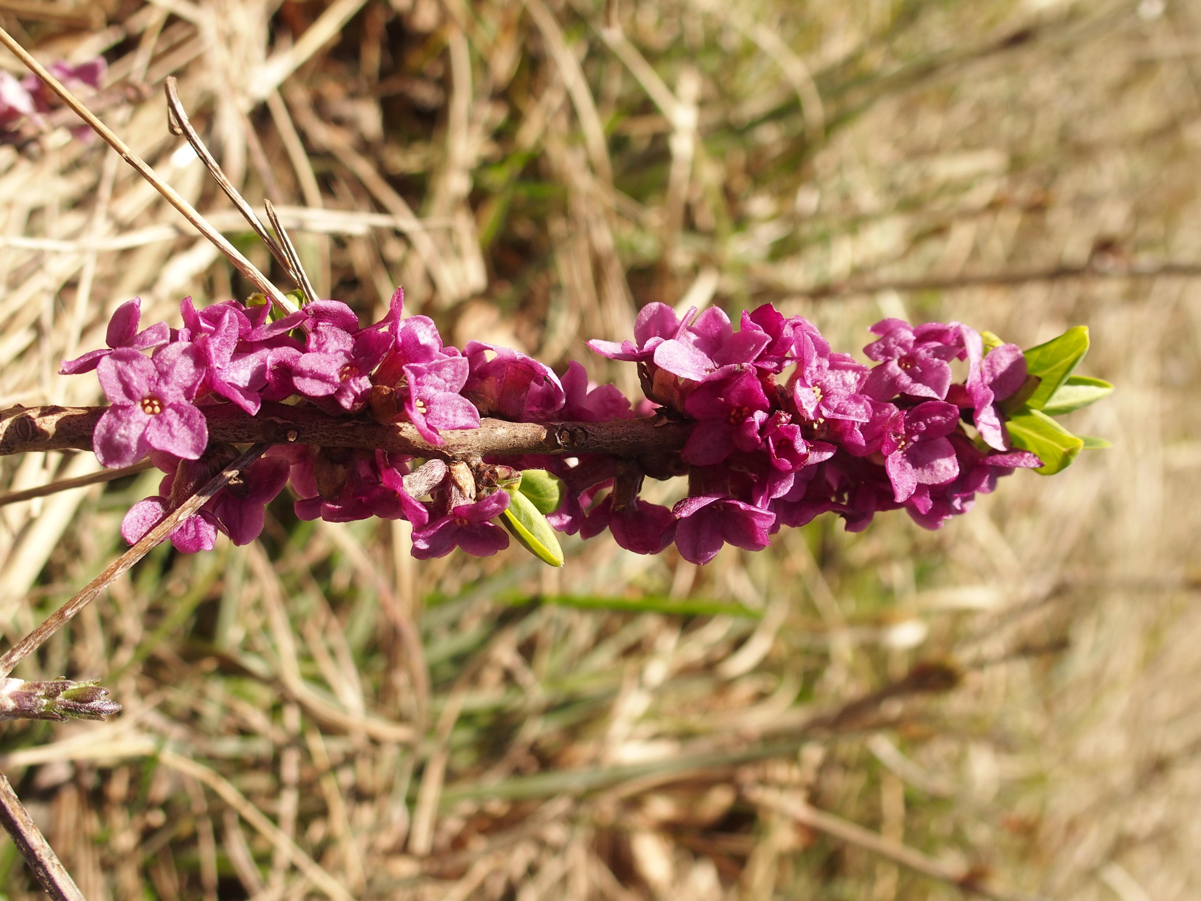 P4190710 Daphne mezereum 2.jpg