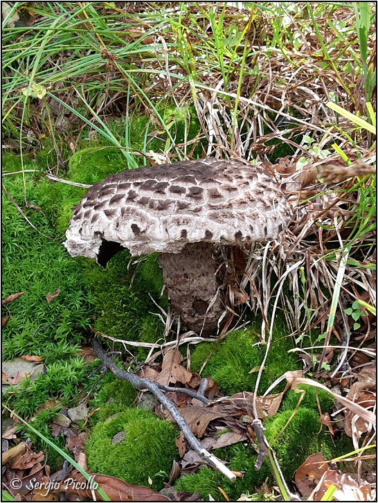 Strobilomyces-strobilaceus-20180801-007-JGf.jpg