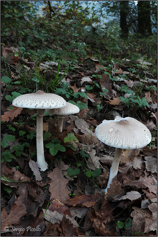 Macrolepiota-mastoidea-20181109-001-JVWf.jpg