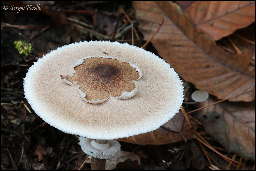 Lepiota-sp-20181109-002-JOGf.jpg