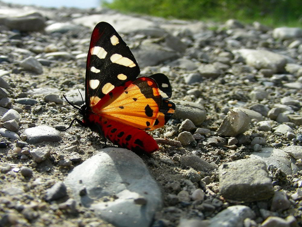 Pericallia matronula 797.JPG