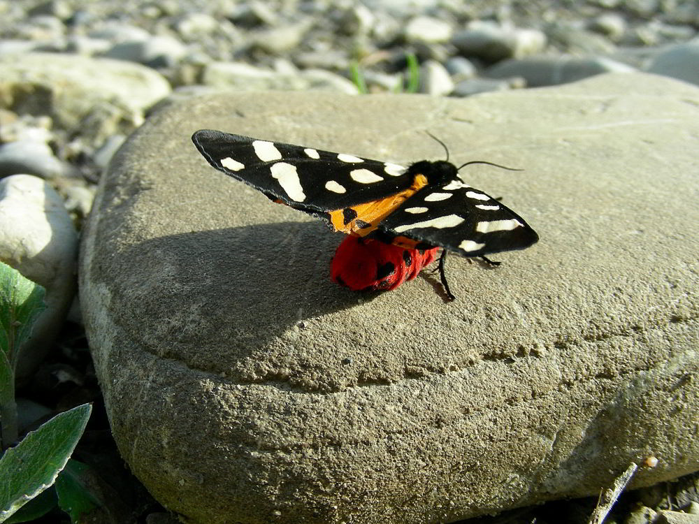 Pericallia matronula 789.JPG