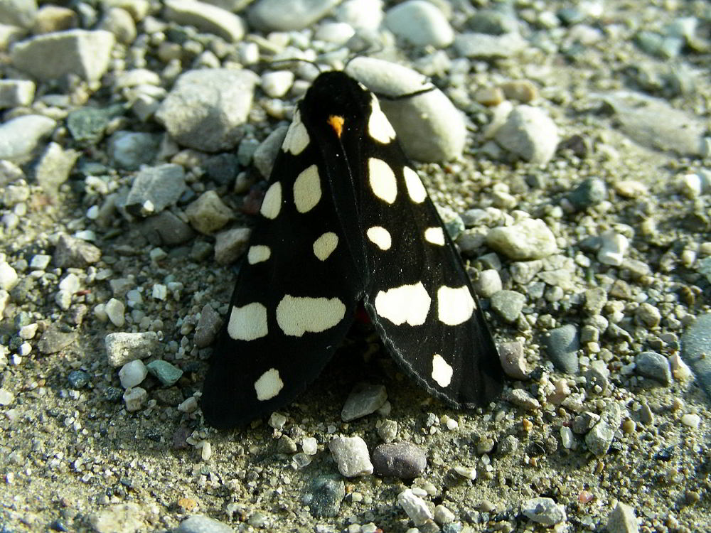 Pericallia matronula 787.JPG
