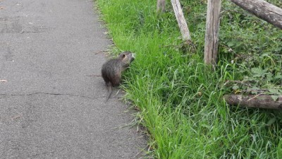 Nutria 211031_C56 (2)_01.JPG