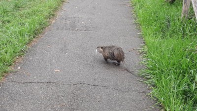 Nutria 211031_C56 (3)_01.JPG