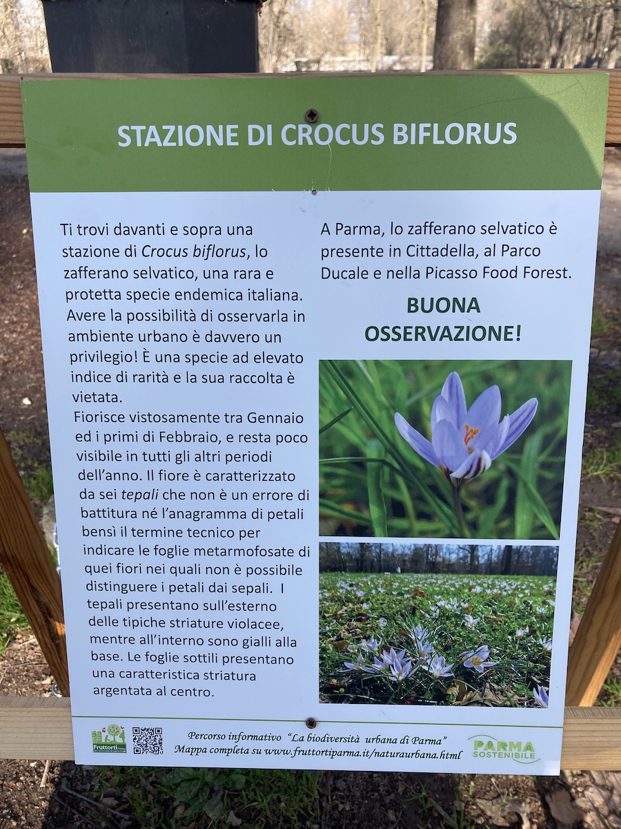 Cartello crocus biflorus_rid.JPG