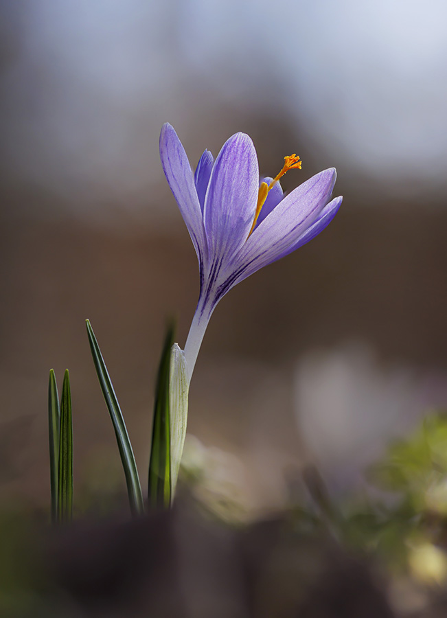 Crocus neglectus 1.jpg