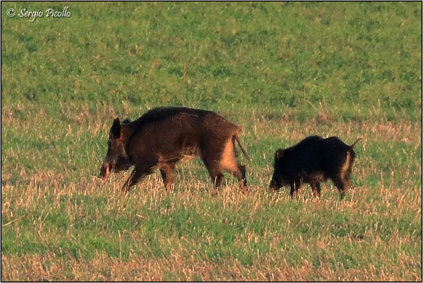 cinghiale-20201226-005-DPPOGf.jpg