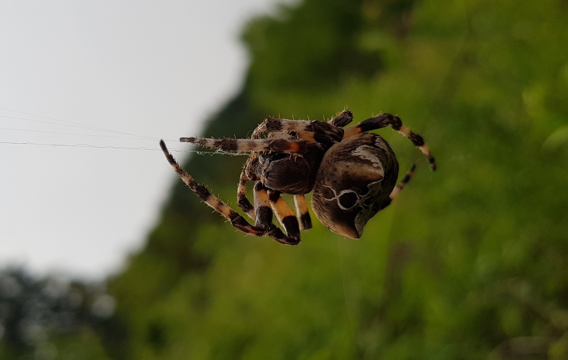 Araneus grossus giugno 2022.jpg