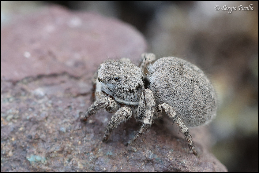 Salticidae-20220619-001-JOGf.jpg