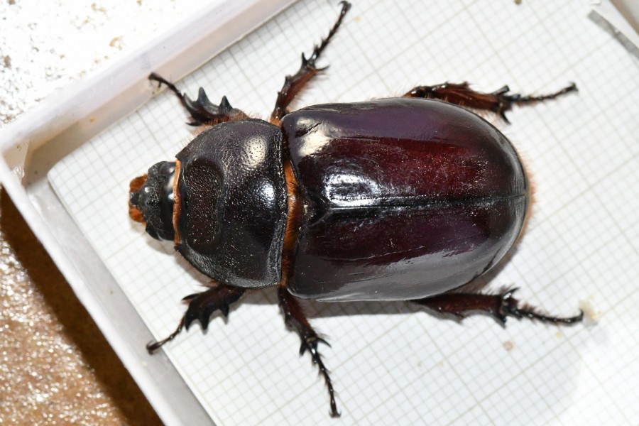 Oryctes nasicornis millimetrata.JPG