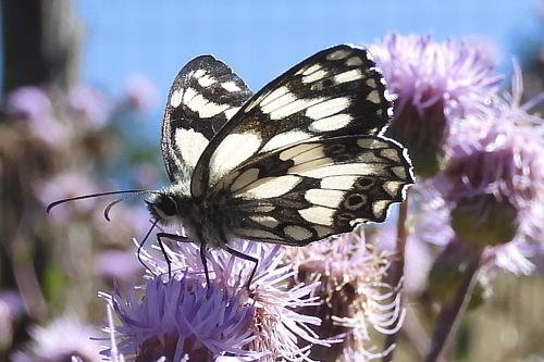 Melanargia galathea su Cirsium arvense  (1).JPG