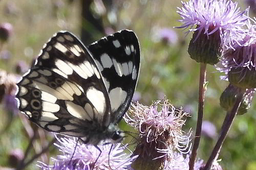 Melanargia galathea su Cirsium arvense  (2).JPG