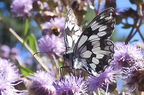 Melanargia galathea su Cirsium arvense  (5).JPG