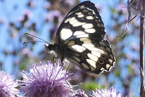 Melanargia galathea su Cirsium arvense  (6).JPG