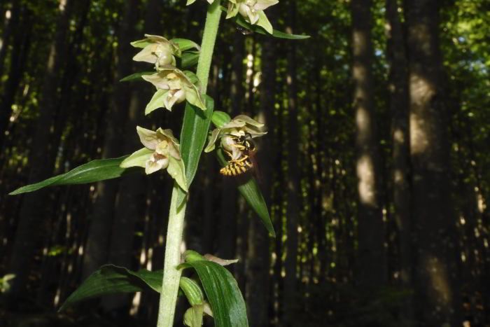 Epipactis helleborine 220716-53 (4)_01.JPG