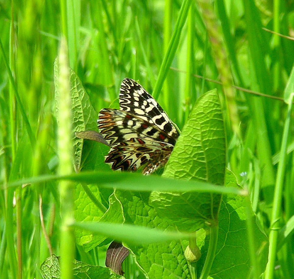 Zerynthia polixena Copia 814.JPG