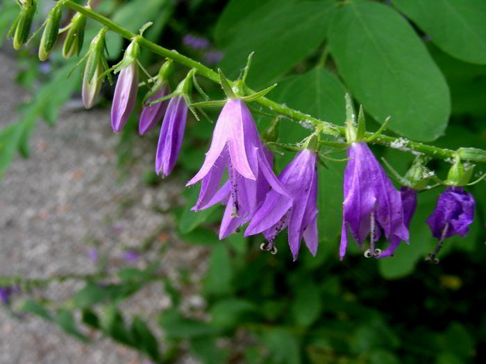 Campanula rapunculoides L. giu 2021 (3)_01.JPG