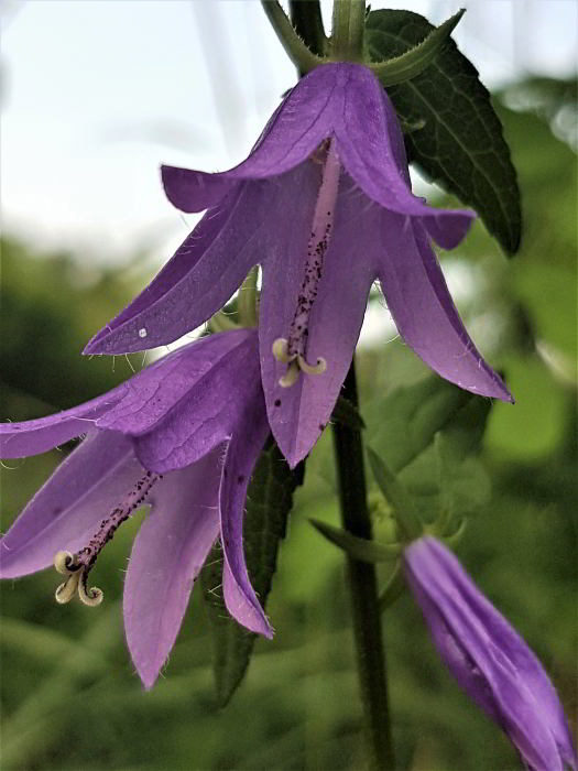 Campanula rapunculoides L. giu 2021 (4)_01.JPG