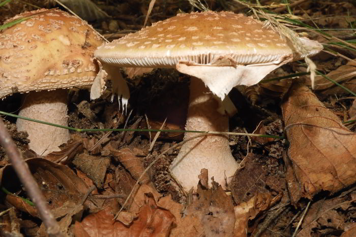 Amanita rubescens cfr 2208-34_01.JPG