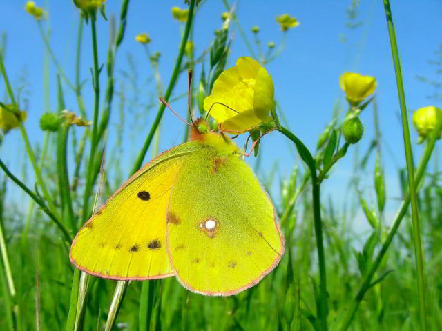 Colias 850.JPG