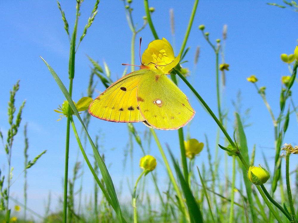Colias 855.JPG