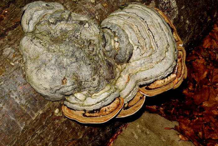 FUN Fomes fomentarius cfr 2208-15 (2)_01.JPG