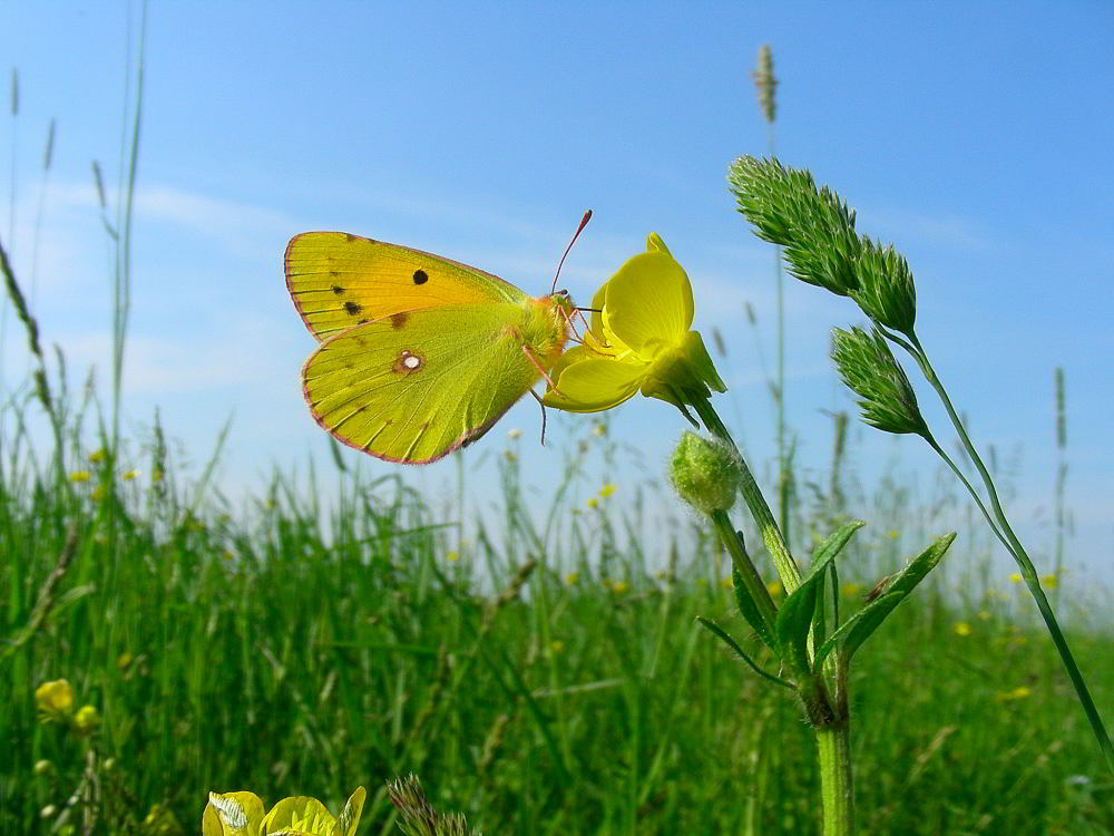 Colias 836.JPG