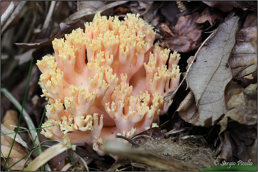 Ramaria-sp-20221004-003-DPP-OGf.jpg