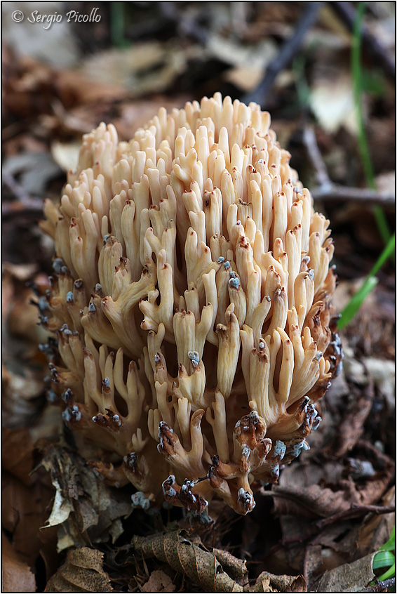 Ramaria-sp-20221004-005-JWf.jpg