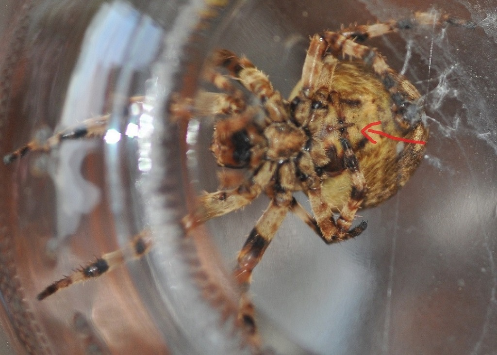 Araneus grossus 3.JPG