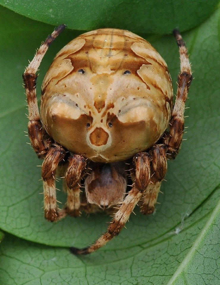 Araneus grossus 2.JPG