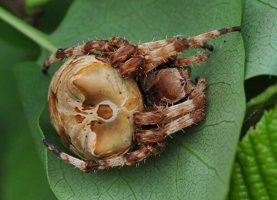 Araneus grossus 1.JPG