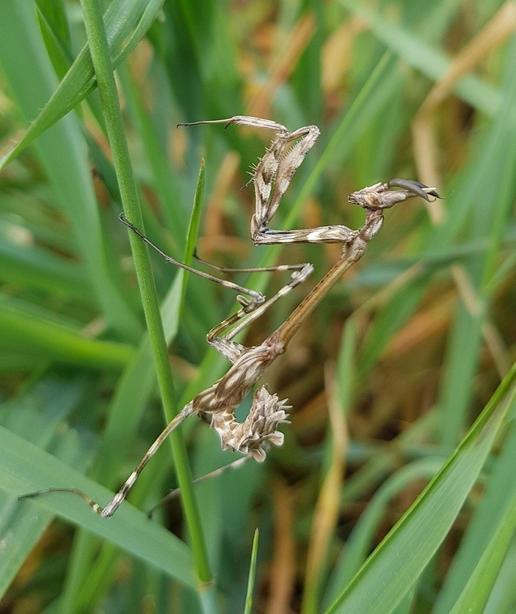 Empusa di lato.jpg